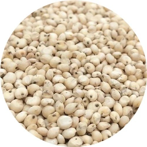 white country corn (Sorghum bicolor