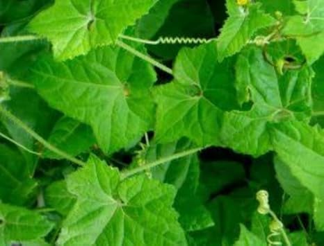 MUSUMUSUKKAI (MUKIA MADERASPATANA)