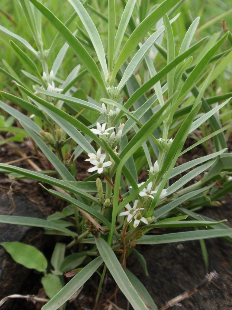 VELLARUGU (Enicostemma Littorale Blume)