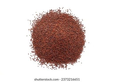 Ragi Eleusine coracana