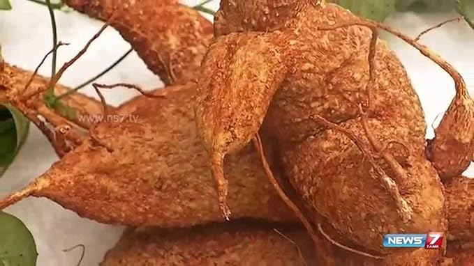 AKASA GARUDAN KILANGU(CORALLOCARPUS EPIGAEUS):