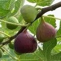 ATHI  Fruits power (FIGS)