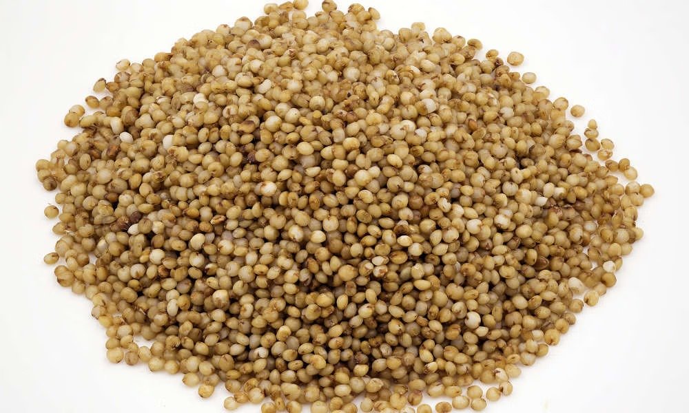 VARAGU (Paspalum scrobiculatum)