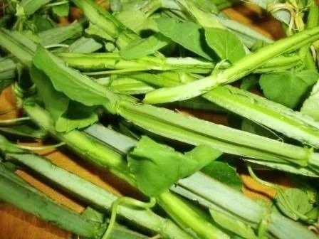 PIRANDAI (Cissus quadrangularis)